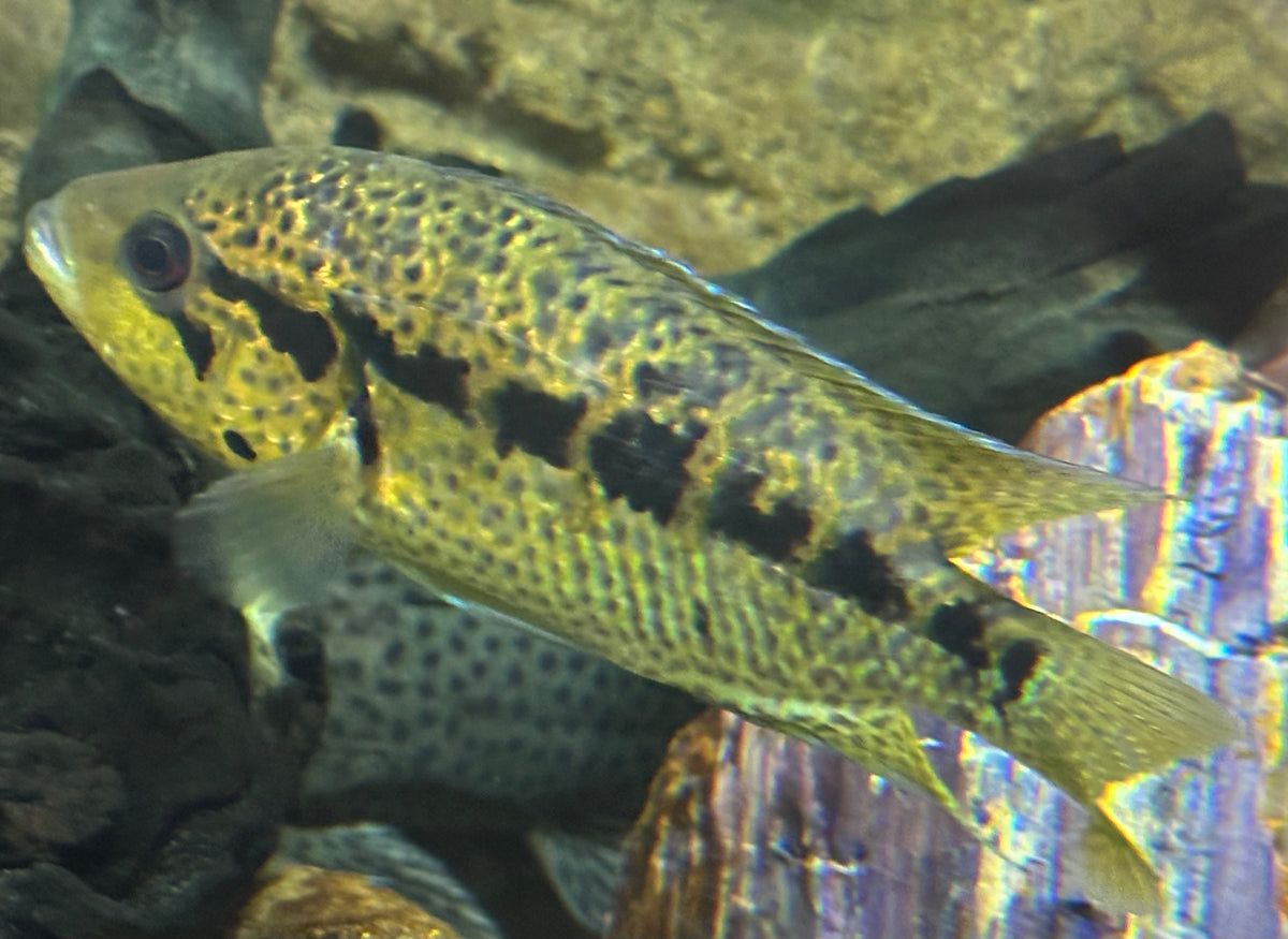 Yellow Jacket Cichlid (6-7”)