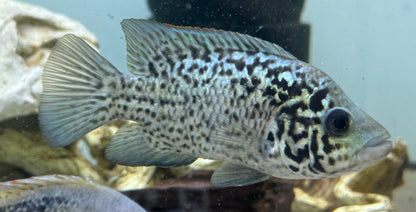 Cuban Cichlid (5”)