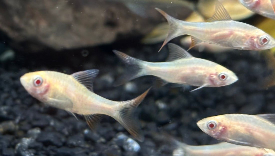 Albino Arulius Barb (1.5”)