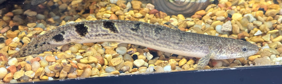 Delhezi Polypterus (5-5.5”)