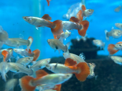 Dumbo Platinum Red Tail Guppy Pair (1”)