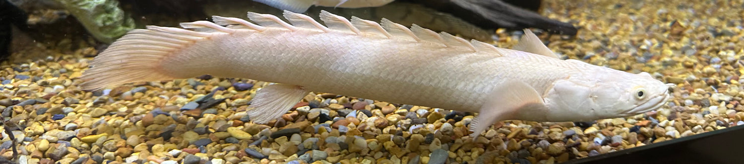 XL “A Grade” Platinum Endlicheri Polypterus (12-13”)