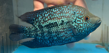 LARGE Red Texas Cichlid (6-7”)