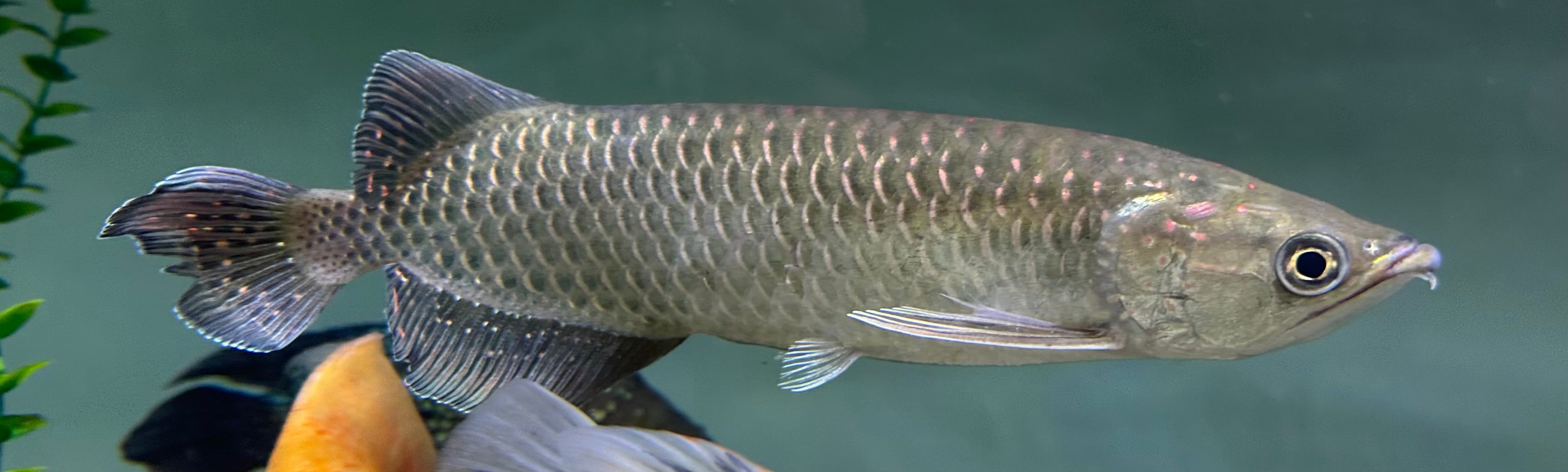 Jardini Arowana (11-12”)