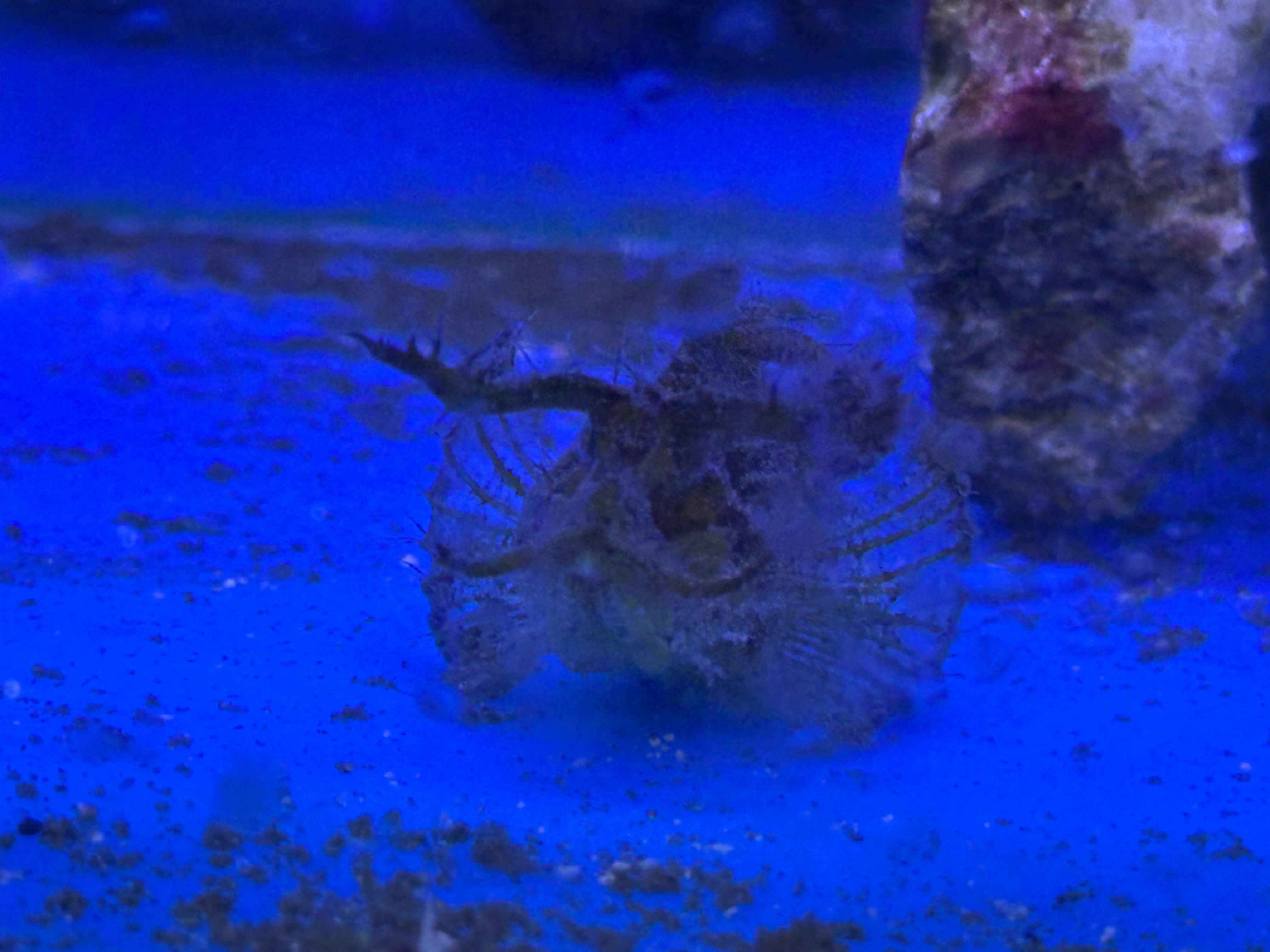 Rhinopias Scorpion Fish (2-2.25”) – Global Fish Co.
