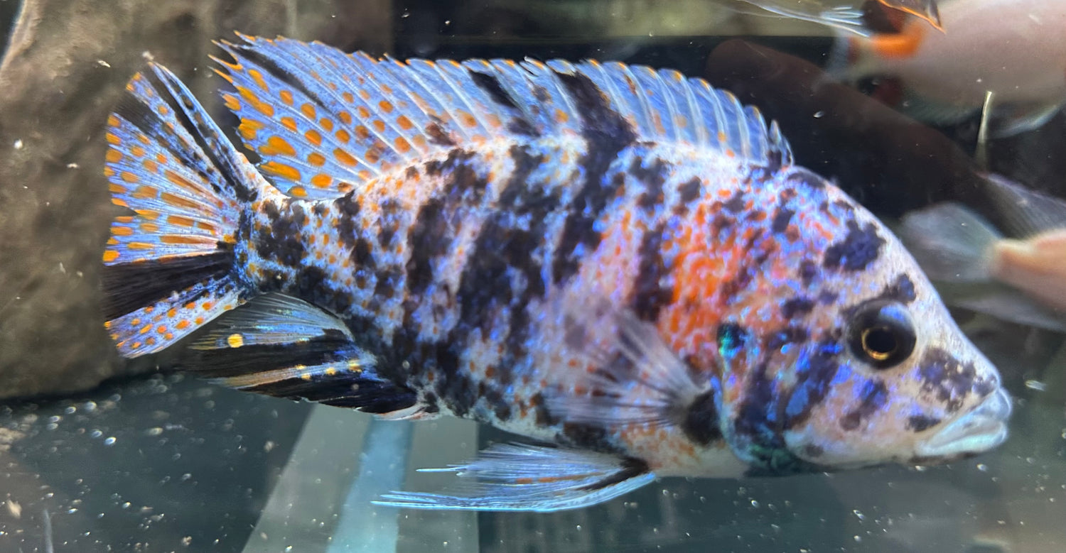 XL OB Peacock Cichlid (5.5-6”)