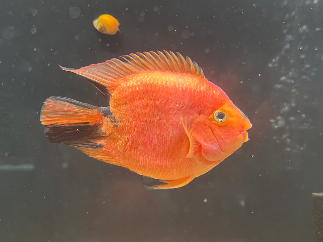 Large Red Tiger Parrot (6”)