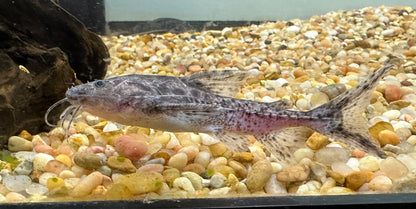 Granulosus Catfish (3-3.5”)