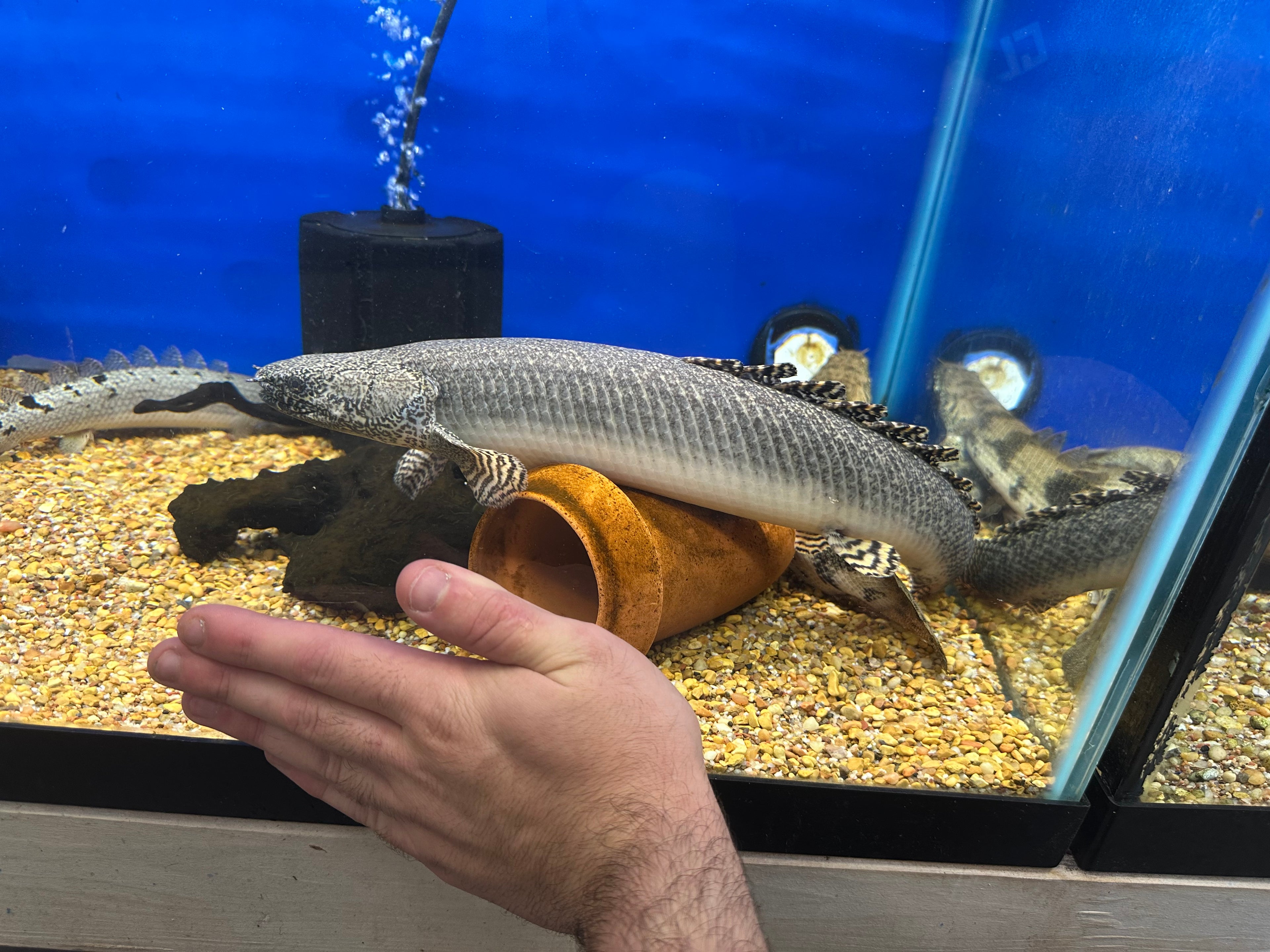 Jumbo Ornate Polypterus (16-17”)