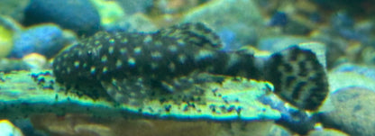Bushynose Pleco (1.25”)