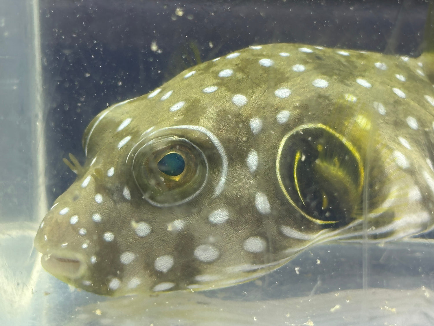 Stars and Stripes Puffer (4.5-5”)
