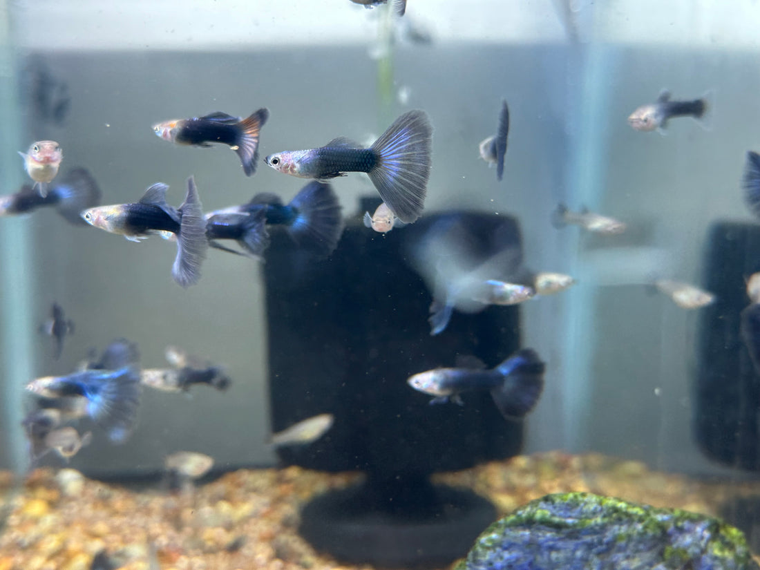 Halfmoon Blue Guppy Pair (1”)