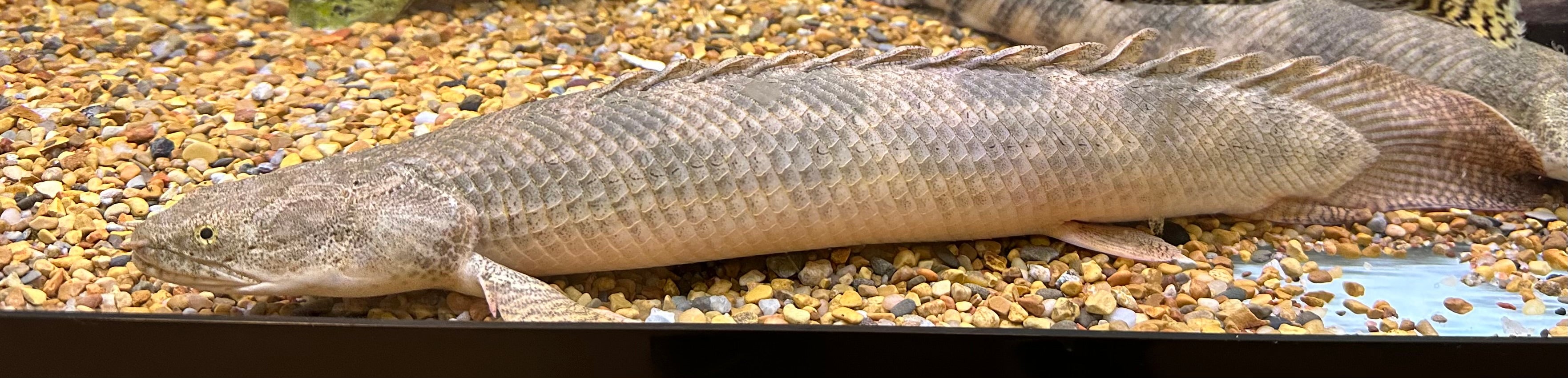 XL Ansorgii Polypterus (16”+)