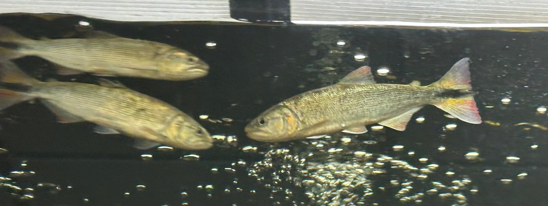LARGE Golden Dorado (6-7”)