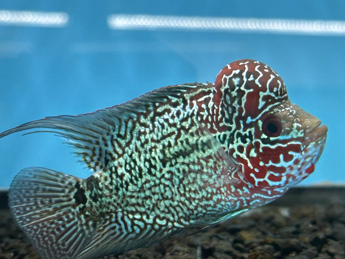 Red Dragon Flowerhorn (3.5-4”)