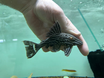 L330 Watermelon Pleco (4”)