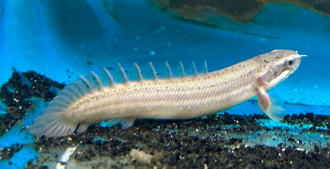 Baby Senegal Polypterus (2-2.5”)