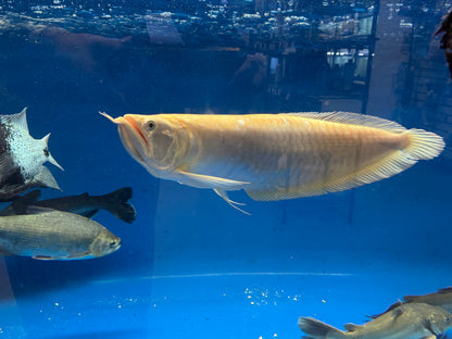 XL Albino Arowana (20”+)