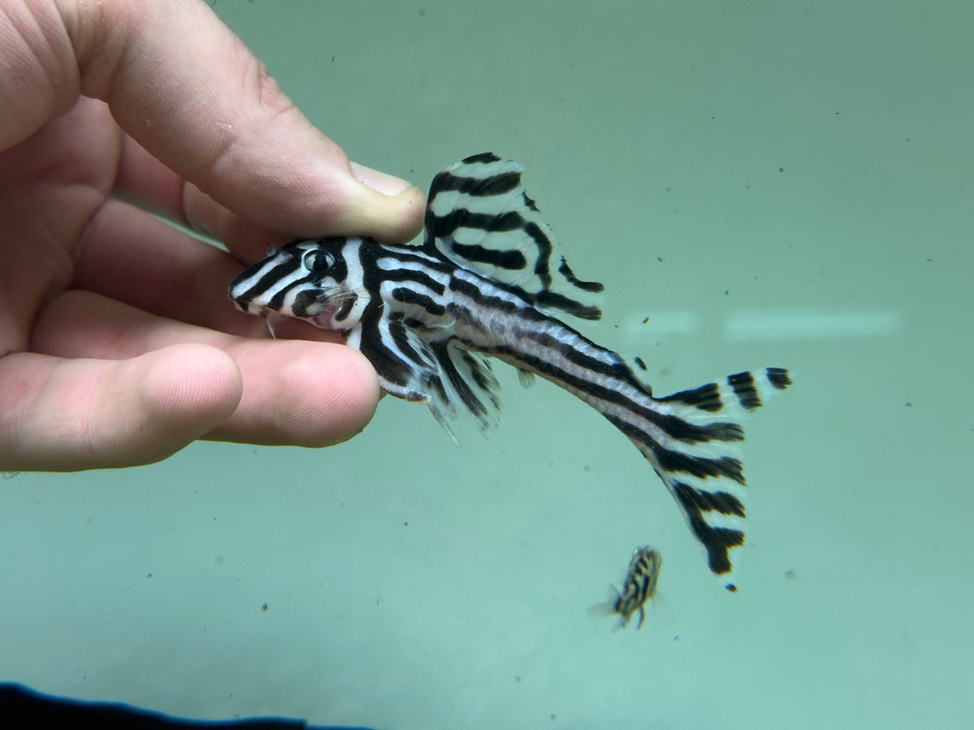XL L046 Zebra Pleco (3.5”)