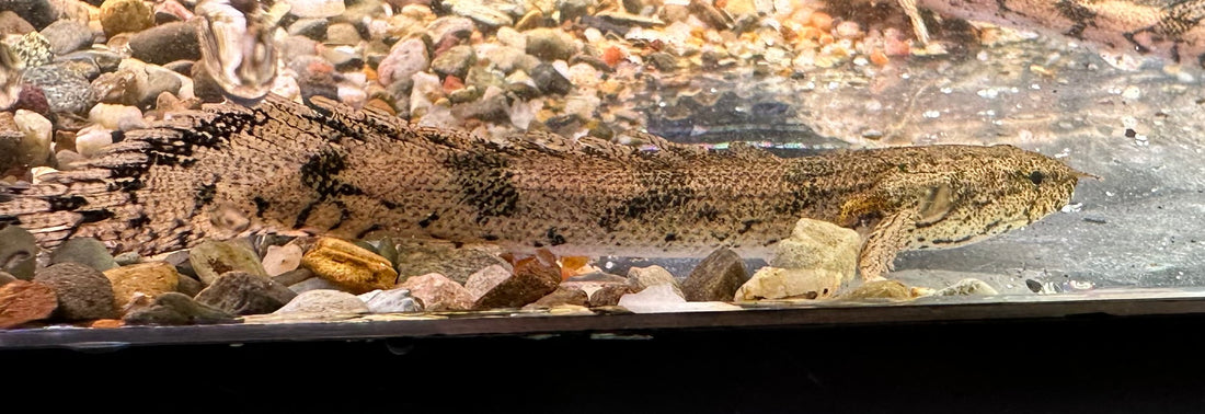 Endlicheri Polypterus (2.5-3”)