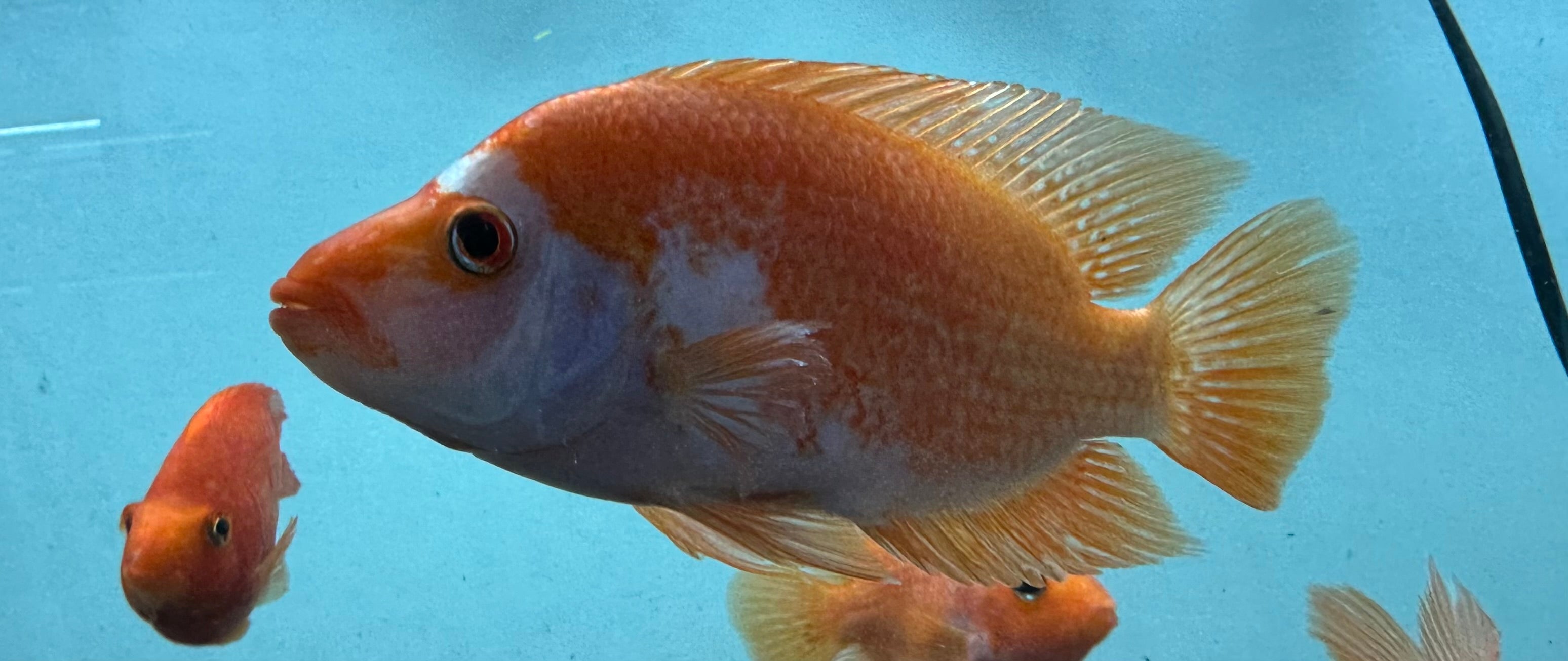 XL Midas Cichlid (5.5-7”)