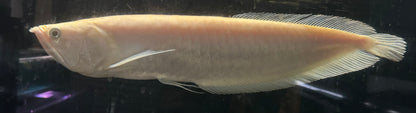 XL Albino Silver Arowana (18”)