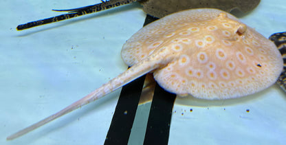 Albino Goldenbase Pearl Stingray (6-7”)