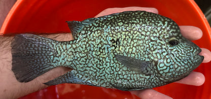 Jumbo Carpintis Cichlid (8-9”)