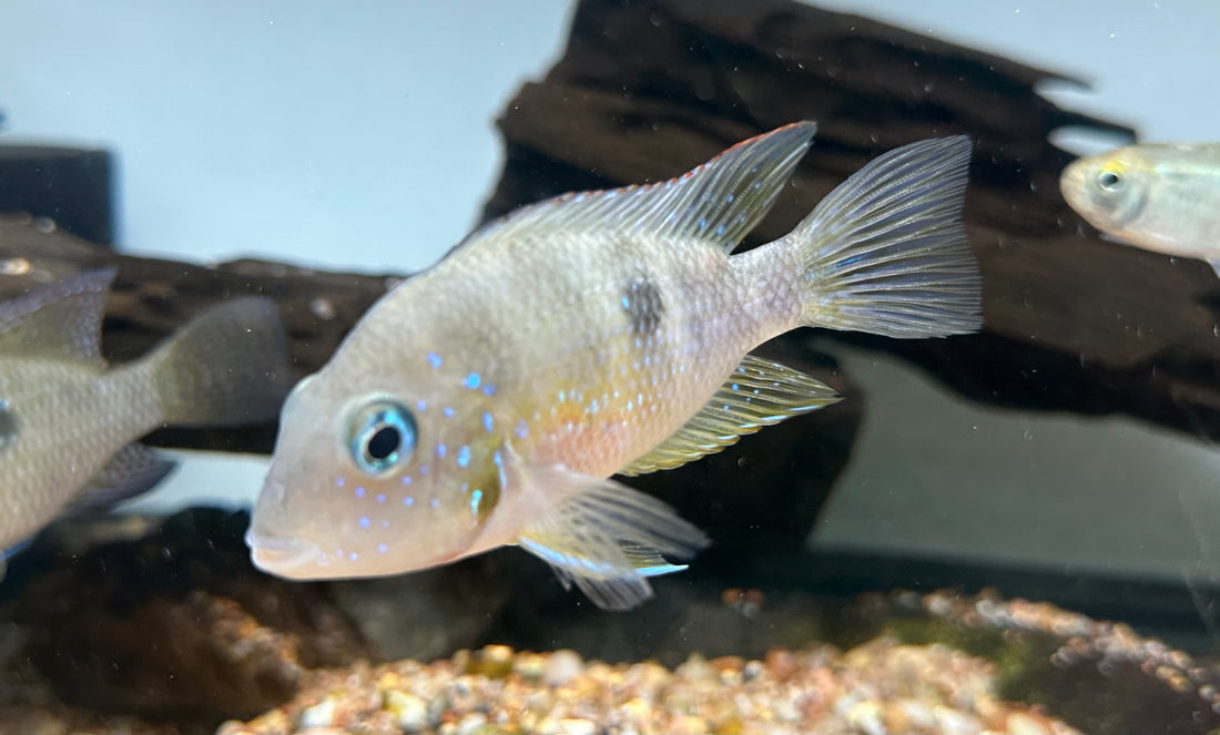 Ellioti Cichlid (3”)