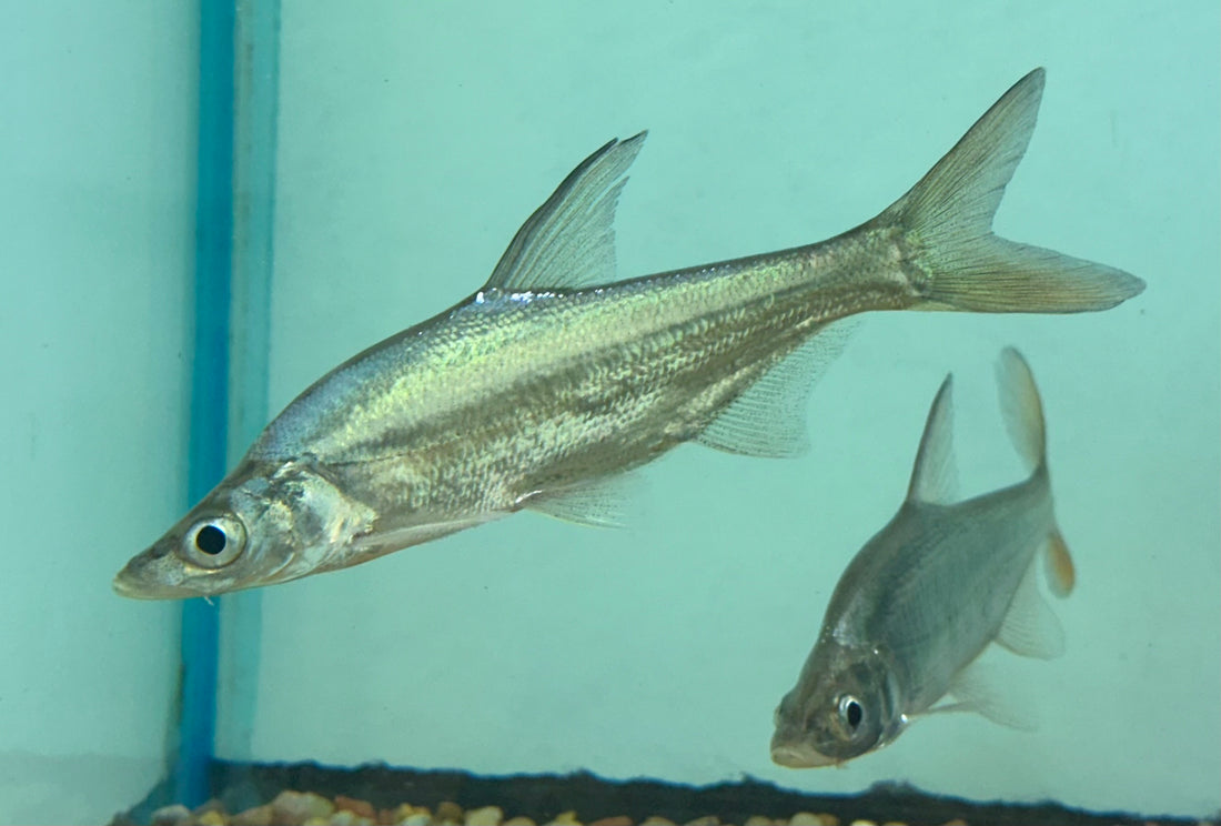 Cutler Tarpon Barb (5-6”)