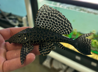 Gibbiceps Pleco (6-7”)