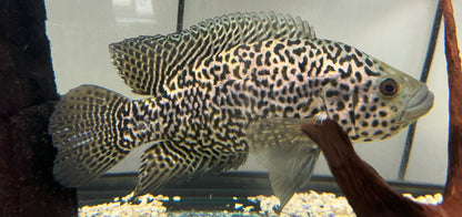 Jumbo Jaguar Cichlid (9”)