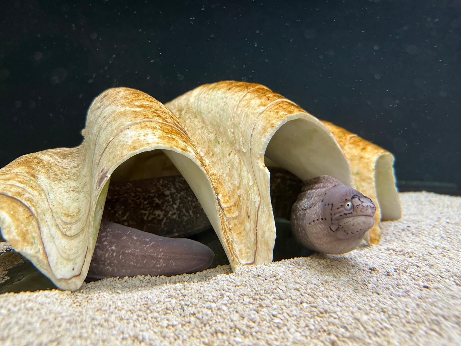 XL Grey Faced/White Eye Moray Eel (24”+)