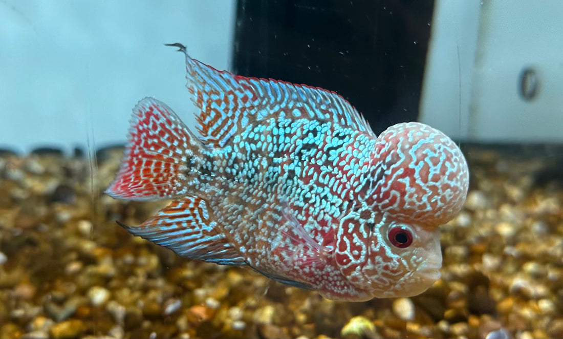 F3 Kamfa Flowerhorn (4”)
