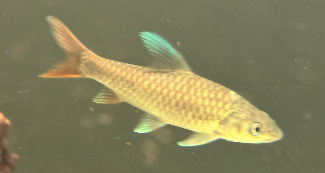 Rainbow Mahseer (6”)