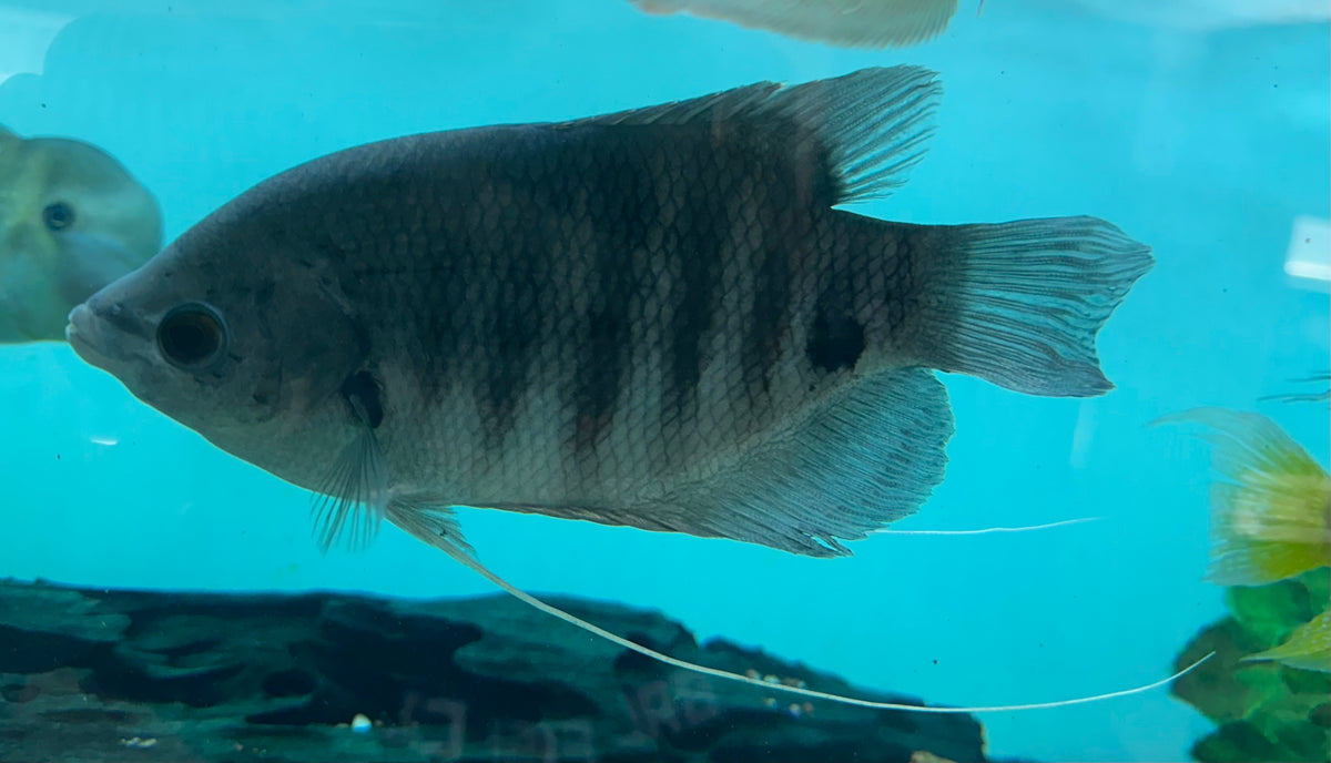 Large Red Tiger Gourami (7”)