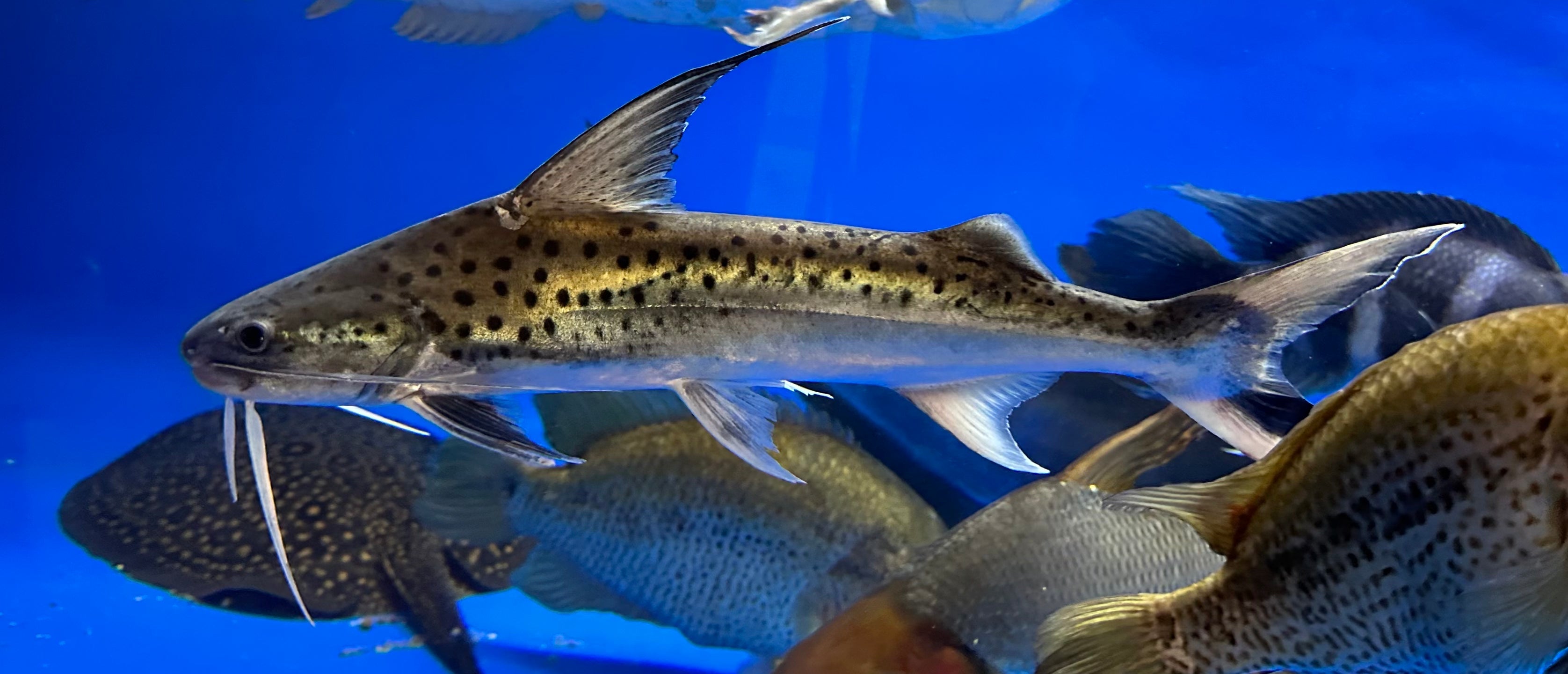 XL Lince Catfish (16”+)