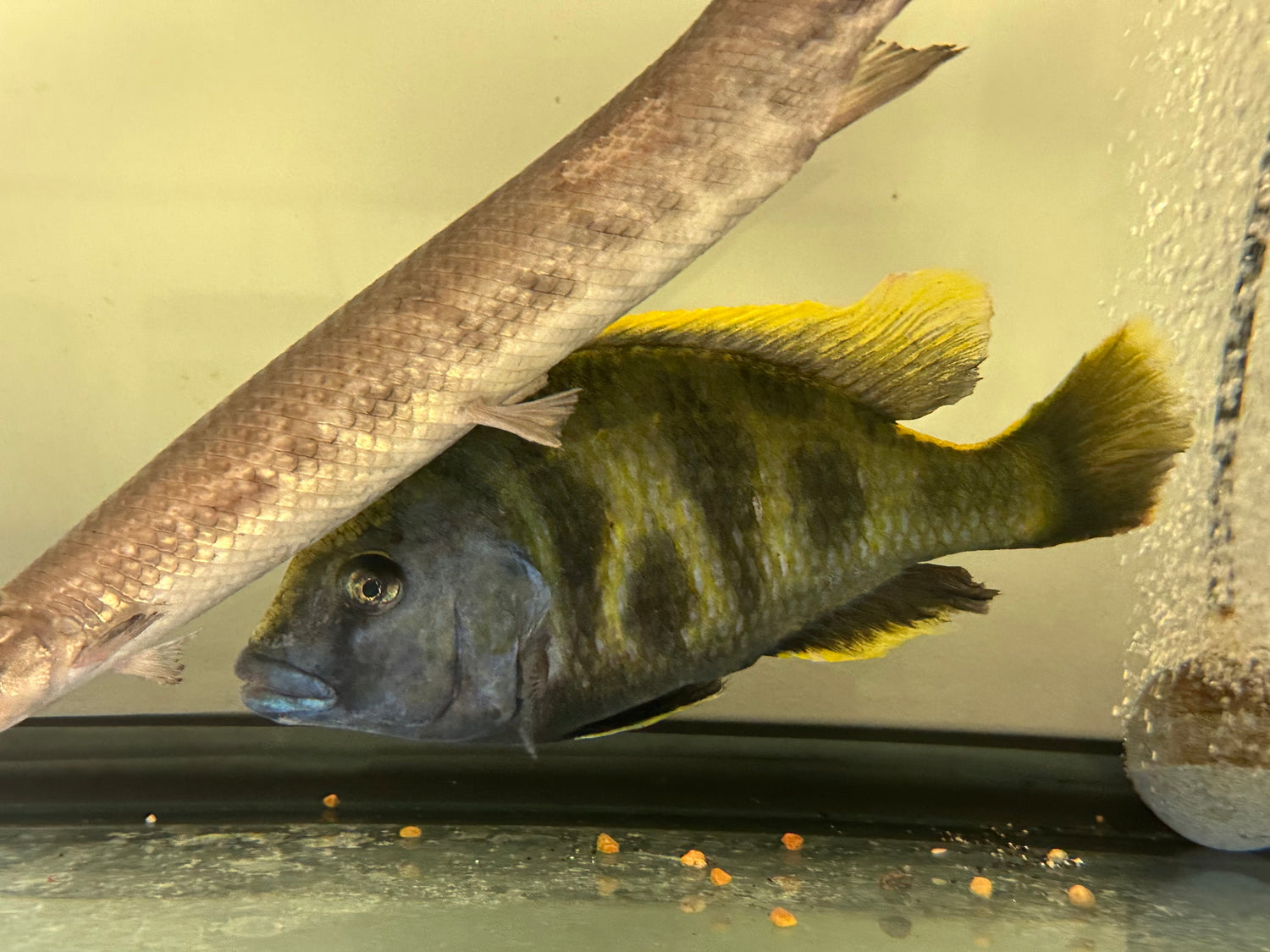 Jumbo Venustus Hap Cichlid (8”)