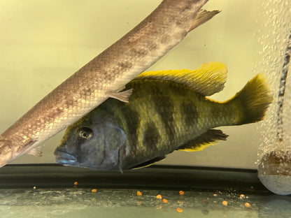 Jumbo Venustus Hap Cichlid (8”)