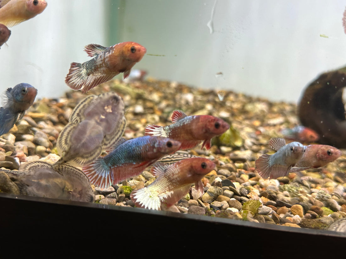 Female Betta (2”)