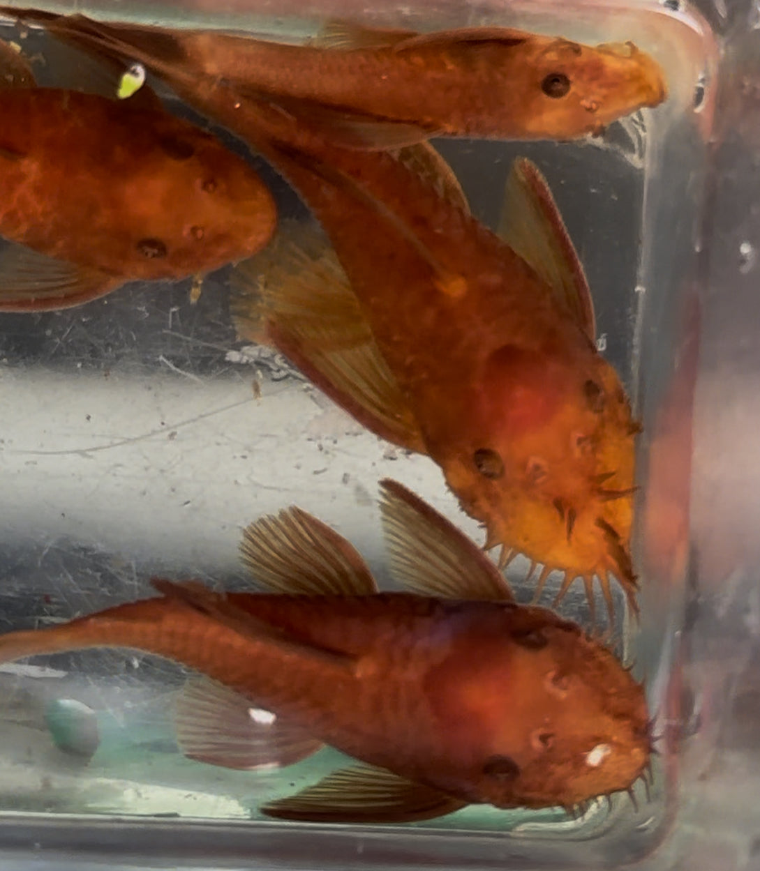 Super Red Bushynose Pleco (2.5-3”)