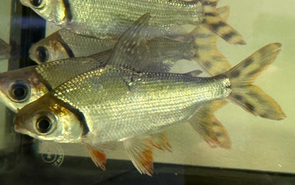 Flagtail Prochilodus (5-5.5”)