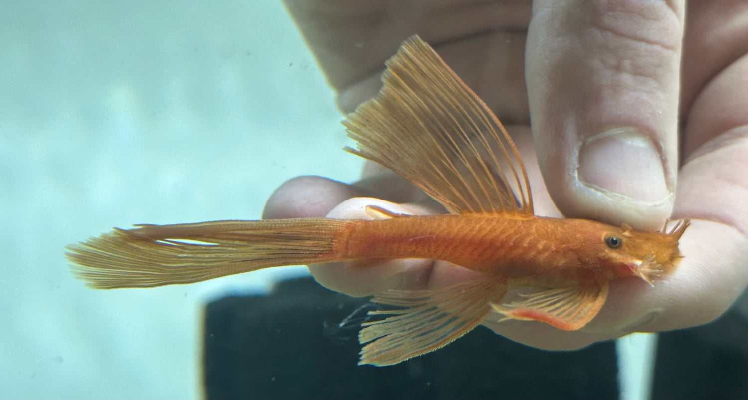 Longfin Super Red Bushynose (3.5-4”)