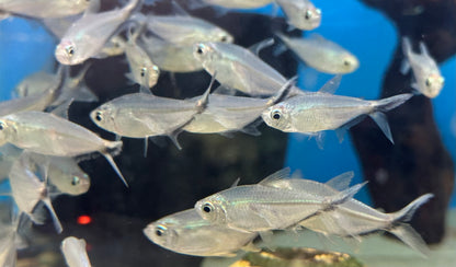 Black Line Costae Tetra (1.25-1.5”)