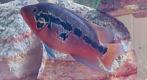 Motaguense Cichlid (4.5-5”)