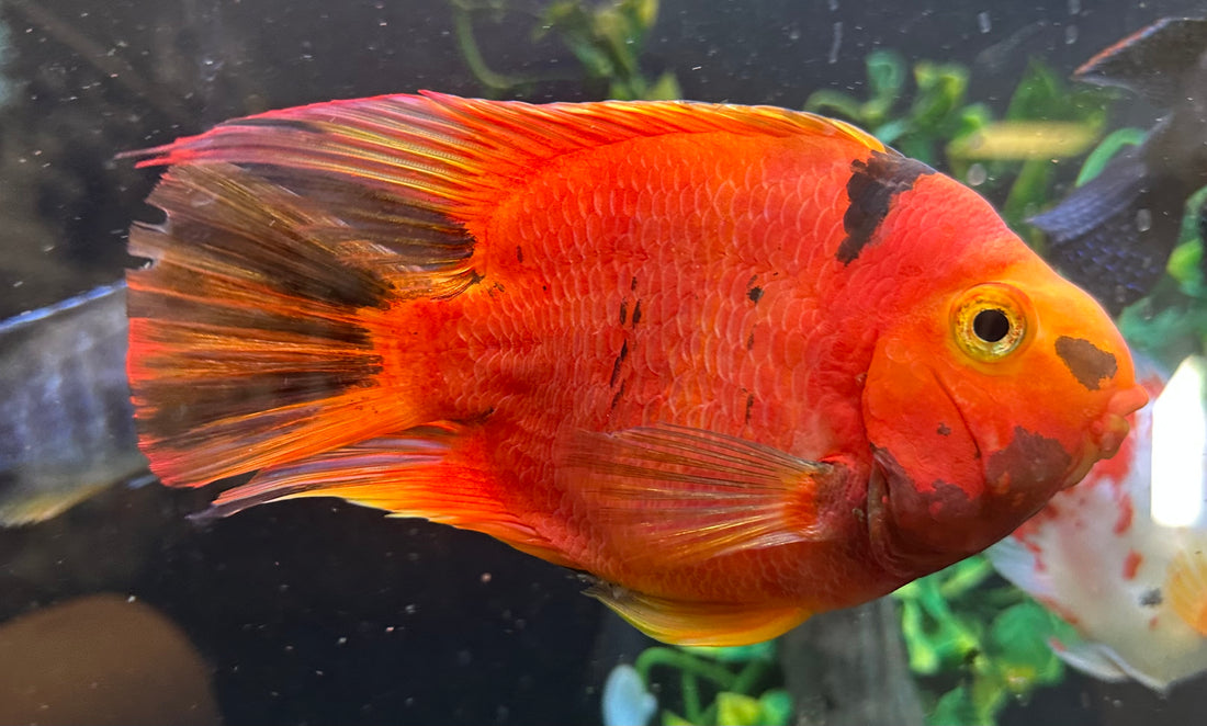 XL Tiger Parrot (6”)