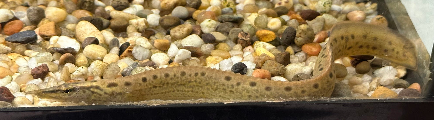 Anguila espinosa de manchas negras (7-8”)