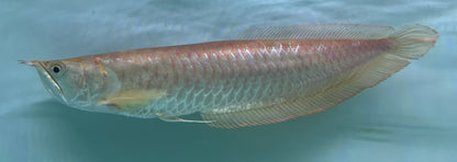 XL Albino Silver Arowana (15”+)
