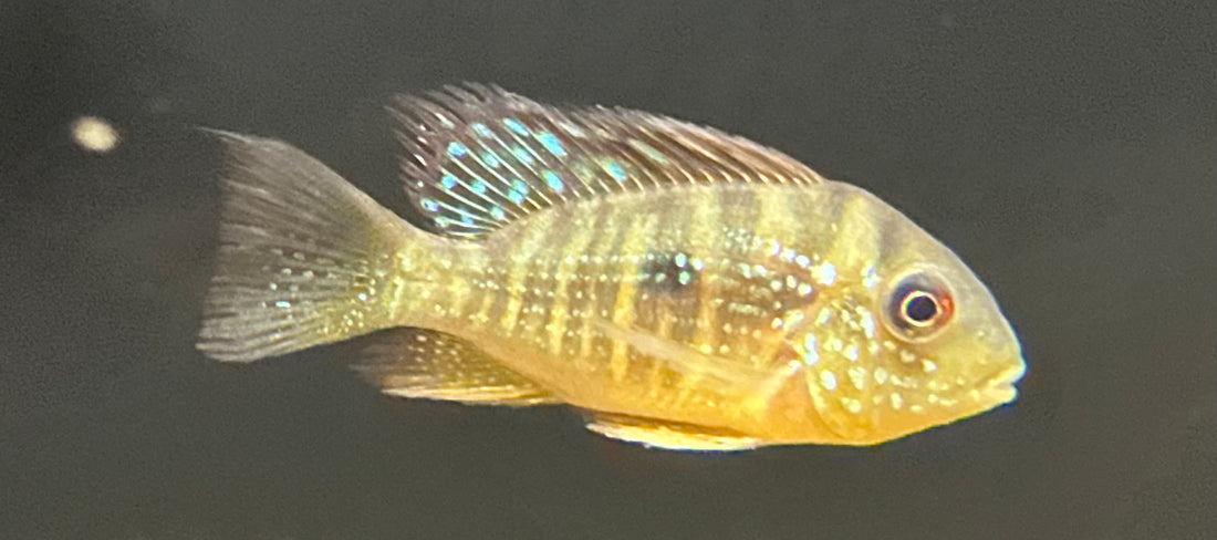 Balzanii Geophagus (2.5”)