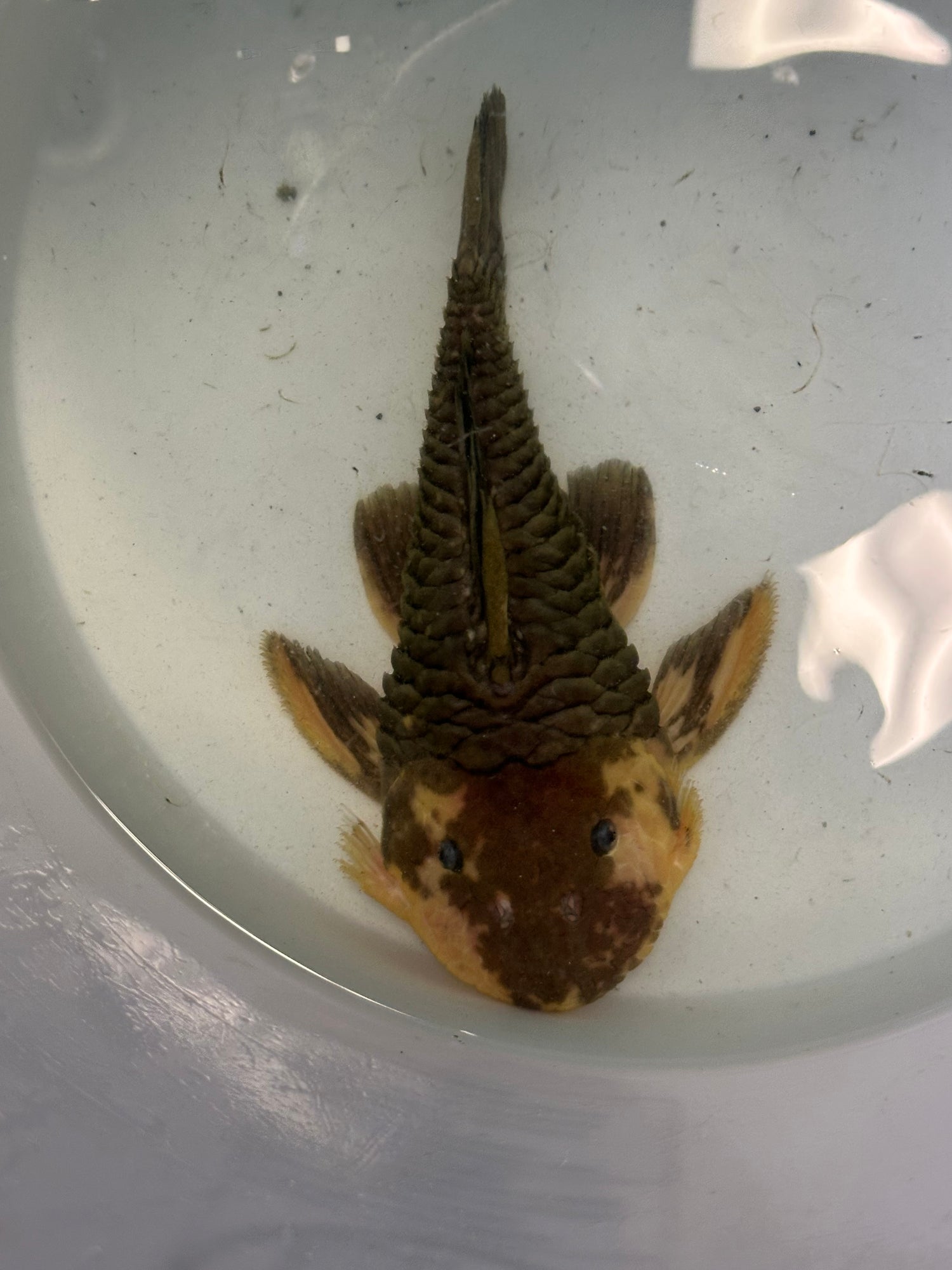 Black/Yellow L056 Chubby Pleco (6-7”)